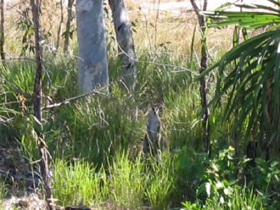 Agile Wallaby (Macropus Agilis) lungo il Manngarre rainforest walk - Isolate e piccole macchie di foresta monsonica resistono lungo i corsi dei fiumi
