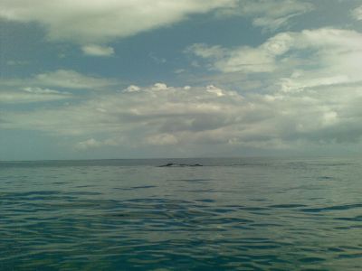 Tahiti - in barca in cerca delle balene
